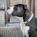 Kentucky Dogwear - Velvet hundehalsbånd 