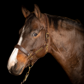 Harrys Horse - Anatomisk læder grime 