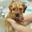 Nathalie - Deluxe puppy shampoo 250 ml
