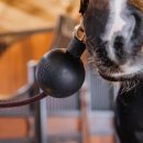 Kentucky horsewear - Rubber ball lead and wall protection 