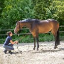 Waldhausen - Horsemanship stick
