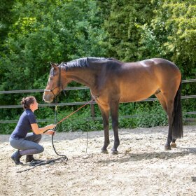 Waldhausen - Horsemanship stick