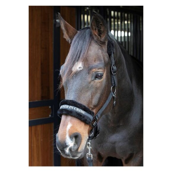 Harrys Horse - Lyrics quotes grime