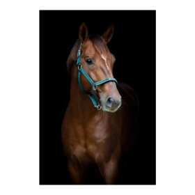HorseGuard - Sandra grime