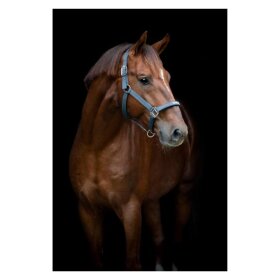 HorseGuard - Sandra grime