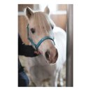 HorseGuard - Malva grime