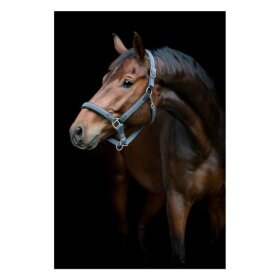 HorseGuard - Vardia flet grime