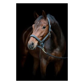 HorseGuard - Vardia flet grime