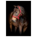 HorseGuard - Jewel grime HorseGuard - Jewel grime