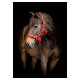 HorseGuard - Jewel grime