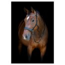 HorseGuard - Bidløs trense HorseGuard - Bidløs trense