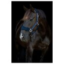 HorseGuard - Anabel grime