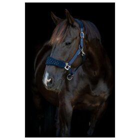 HorseGuard - Anabel grime HorseGuard - Anabel grime