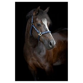 HorseGuard - Fantasy grime HorseGuard - Fantasy grime