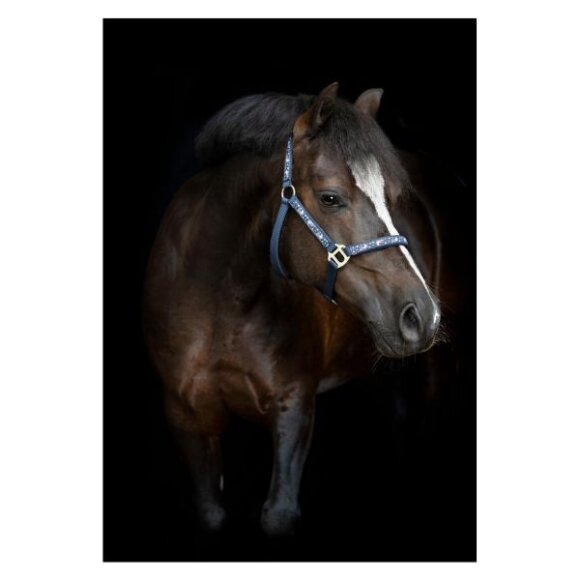 HorseGuard - Fantasy grime