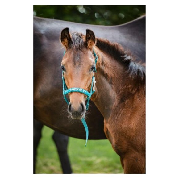 HorseGuard - Malva følgrime