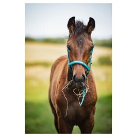 HorseGuard - Malva følgrime HorseGuard - Malva følgrime