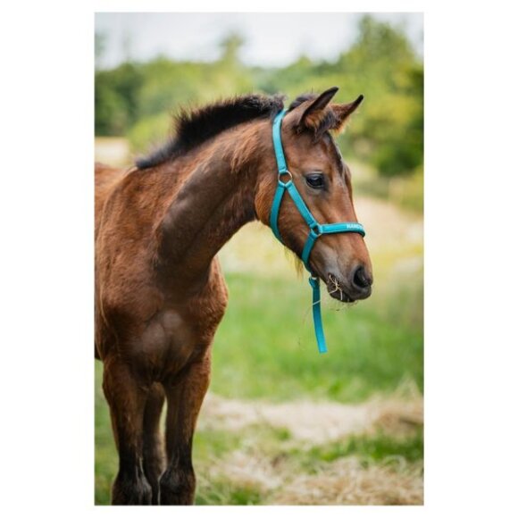 HorseGuard - Malva følgrime