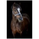 HorseGuard - Mascha grime