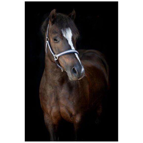 HorseGuard - Mascha grime