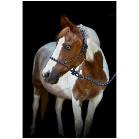 HorseGuard - Rebgrime med træktov