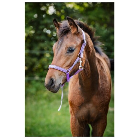 HorseGuard - Malva følgrime