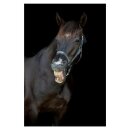 HorseGuard - Malva grime HorseGuard - Malva grime