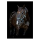 HorseGuard - Malva grime HorseGuard - Malva grime