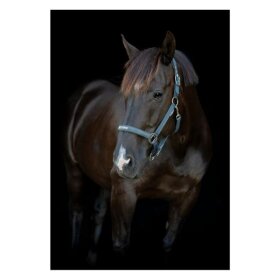 HorseGuard - Malva grime