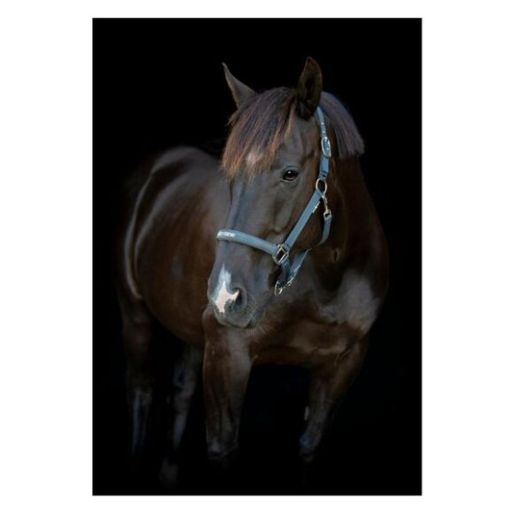 HorseGuard - Malva grime