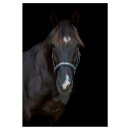 HorseGuard - Malva grime HorseGuard - Malva grime