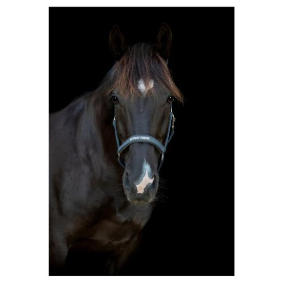 HorseGuard - Malva grime