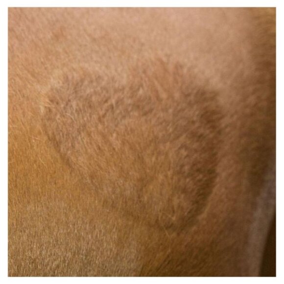 KERBL - Klippeskabelon til hest