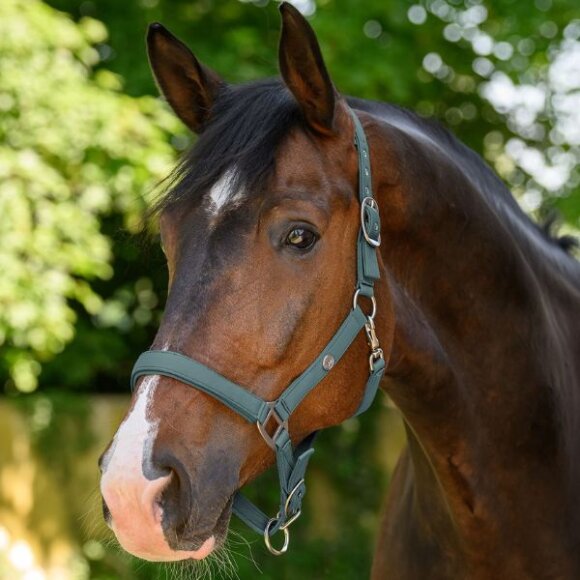 Waldhausen - Trinidad grime