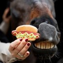 Candy Horse - Hotdog cookie