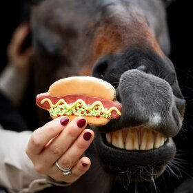 Candy Horse - Hotdog cookie