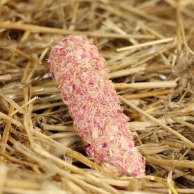 Candy Horse - Eclair Pink cornflower