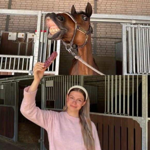 Candy Horse - Eclair Cornflower mix