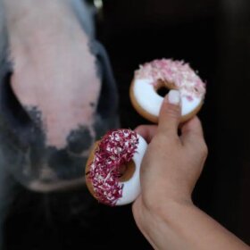 Candy Horse - Donuts Pink cornflower