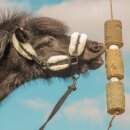 Candy Horse - Wooden toy Regeneration
