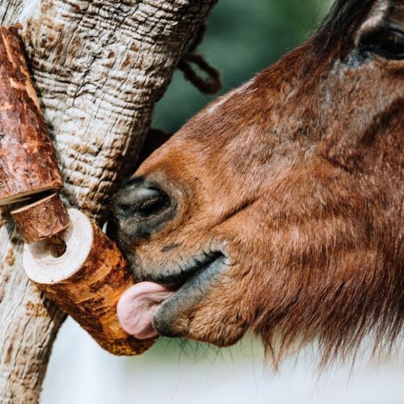 Candy Horse - Wooden toy Natural