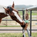 Kentucky horsewear - Wooden relax horse toy airways whit salt lick Kentucky horsewear - Wooden relax horse toy airways whit salt lick