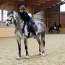 Horze - Adepto dressurunderlag Horze - Adepto dressurunderlag