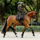 LeMieux - Brilliance square dressurunderlag LeMieux - Brilliance square dressurunderlag