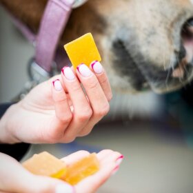Candy Horse - Frugt vingummi til hest 300 g