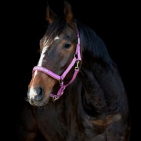 HorseGuard - Malva grime