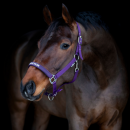 HorseGuard - Malva grime HorseGuard - Malva grime
