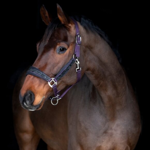 HorseGuard - Angel grime