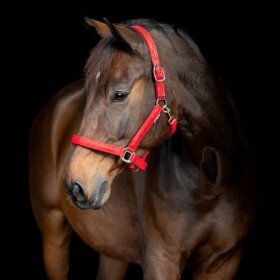 HorseGuard - Jewel grime