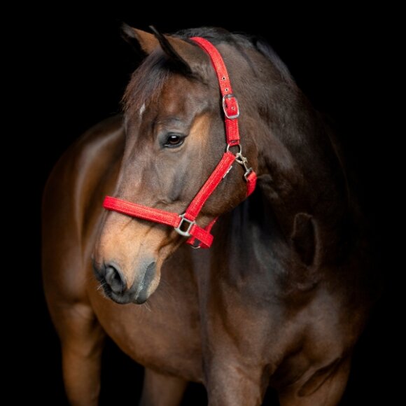 HorseGuard - Jewel grime